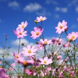 青空を背景に咲き誇るピンクのコスモスの花畑