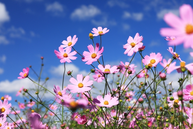 青空を背景に咲き誇るピンクのコスモスの花畑