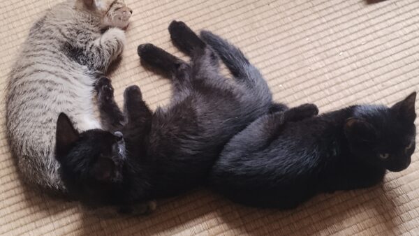 利用者様宅で産まれた子猫の保護サポート